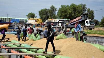 adb-approves-grant-of-usd-3-9m-to-boost-rice-production-in-cambodia-english.jpeg