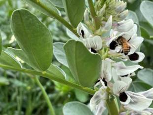 adelaide-university-unveils-two-new-faba-bean-varieties-english.jpeg