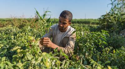 agricultural-bank-of-egypt-announces-increase-in-agricultural-credit-categories-for-small-farmers-english.jpeg