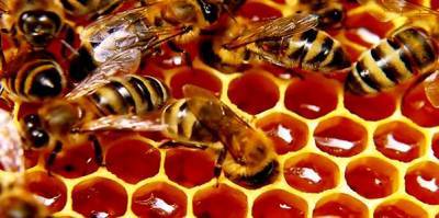 agriculture-minister-launches-honey-testing-laboratory-project-on-the-occasion-of-world-bee-day-english.jpeg
