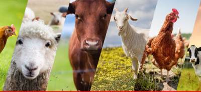 animal-husbandry-dairying-schemes-special-livestock-package-gets-revising-realigning-approval-from-cabinet-english.jpeg