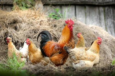 antibiotic-misuse-in-poultry-farms-leading-to-multi-drug-resistant-bacteria-says-cse-rsquo-s-new-study-english.jpeg