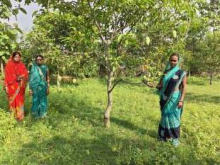 APEDA facilitates first commercial export of Jharkhand's Amrapali mangoes to Dubai