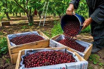 APEDA facilitates first export of premium Kashmir cherries, plums to UAE
