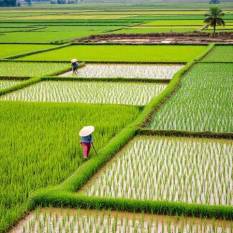 asian-nations-lead-rice-revolution-with-climate-smart-farming-english.jpeg
