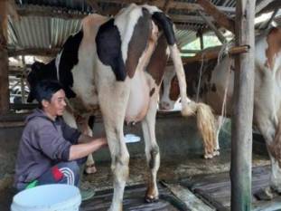 Australia eyes Indonesia dairy push under $45bn nutrition programme australia-eyes-indonesia-dairy-push-under-45bn-nutrition-programme-english.jpeg