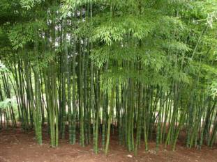 bamboo-farming-in-india-the-path-to-green-prosperity-english.jpeg