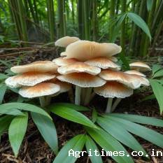 bamboo-mushroom-phallus-indusiatus-farming-a-practical-guide-for-india-english.jpeg