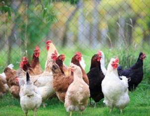 battling-poultry-diseases-in-india-understanding-the-top-10-ailments-and-state-specific-challenges-english.jpeg