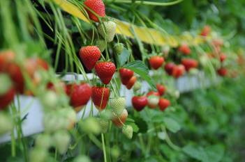 bayer-expands-its-fruits-and-vegetables-business-to-strawberries-english.jpeg