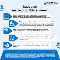 best-practices-to-increase-maize-crop-yield-in-adverse-weather-conditions-this-summer-english.jpeg