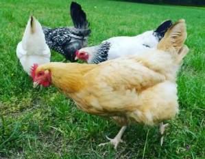 Bihar eyes major poultry hub status as production rises 95%