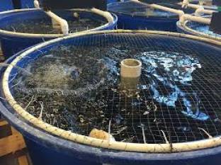 biofloc-technology-a-waste-reducing-innovation-for-aquaculture-english.jpeg