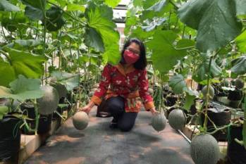brawijaya-university-develops-iot-based-system-for-melon-cultivation-english.jpeg