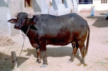 Buffalo meat becomes India’s top farm export, shipments seen crossing $6 BN in 2026-27