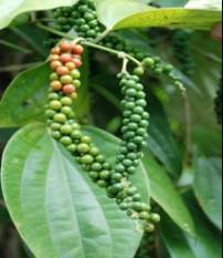 bumper-sri-lankan-crop-keeps-pepper-prices-stable-despite-rain-shortage-english.jpeg
