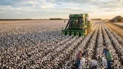Cabinet approves INR 5,659 Cr cotton mission to boost yield, exports