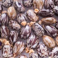 Castor prices slump due to high crop estimates: China's grip on export castor-prices-slump-due-to-high-crop-estimates-chinas-grip-on-export-english.jpeg