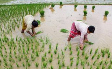 ccea-approves-msp-for-kharif-crops-for-marketing-season-2022-23-marathi.jpeg