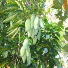 centre-plans-reforms-to-boost-totapuri-mango-value-chain-improve-farmer-incomes-english.jpeg