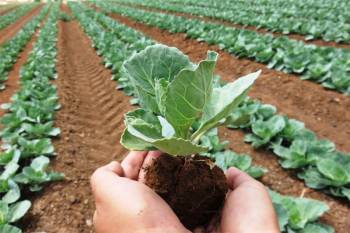 chambal-fertilisers-inks-mou-with-teri-for-sustainable-agriculture-solutions-english.jpeg