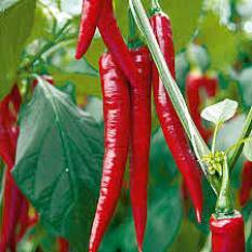 Chilli prices surge ahead of season amid crop failure reports