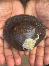 CMFRI achieves breakthrough in captive breeding of threatened mangrove clam