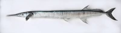 cmfri-identifies-two-new-species-of-needlefish-from-indian-waters-nbsp-english.jpeg