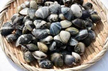 cmfri-steps-in-to-address-depletion-of-short-neck-clam-releases-3-million-seeds-into-ashtamudi-for-stock-enhancement-nbsp-english.jpeg