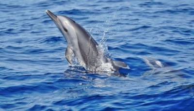 CMFRI’s marine mammal stock assessment paves way for U.S. nod Indian seafood exports