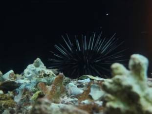 CMFRI’s Sagarika Aquarium in Vizhinjam celebrates 30 years of marine life education