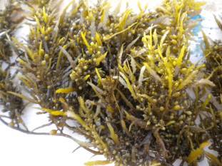 cmfris-two-seaweed-based-products-to-hit-market-soon-nbsp-nbsp-nbsp-english.jpeg