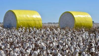 Cotton bales Import rise: Ginners need hedging