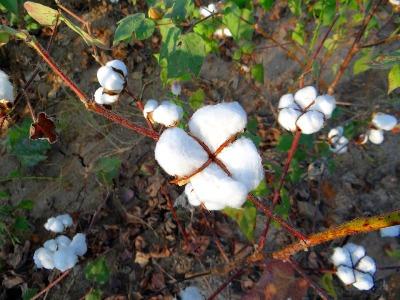 cotton-crop-output-estimated-to-be-33-6-million-bales-english.jpeg