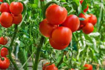 cropscope-ai-powered-irrigation-platform-boosts-tomato-yield-and-saves-wate-english.jpeg