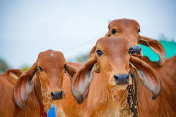 dairy-farmers-in-gujarat-embrace-technology-to-boost-milk-production-english.jpeg
