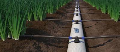 drip-irrigation-is-efficiently-watering-down-the-cost-of-basmati-rice-cultivation-english.jpeg