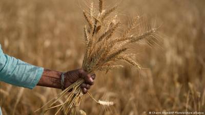 drought-resistant-wheat-a-new-hope-for-maharashtras-farmers-english.jpeg