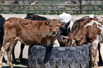  : Livestock News