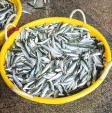 Experts seek traceability norms in fishmeal industry