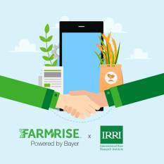 farmrise-international-rice-research-institute-collaborate-to-provide-agronomic-information-to-paddy-farmers-english.jpeg