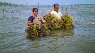 fisheries-ministry-designates-cmfri-as-centre-of-excellence-for-seaweed-cultivation-english.jpeg