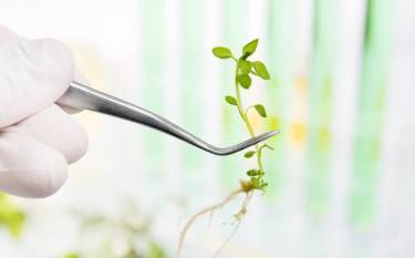 gene-editing-as-the-next-gen-plant-breeding-tool-for-breeders-english.jpeg