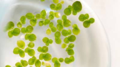 genetic-breakthrough-may-boost-duckweed-growth-rates-english.jpeg