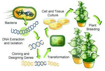 Genetic manipulation: Rewiring crops for a climate-stressed future
