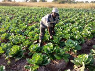 ghana-receives-a-usd-60m-climate-smart-agriculture-fund-from-world-bank-for-smallholder-farmers-english.jpeg