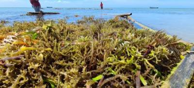 global-experts-investors-to-attend-international-seaweed-expo-and-summit-in-kochi-english.jpeg