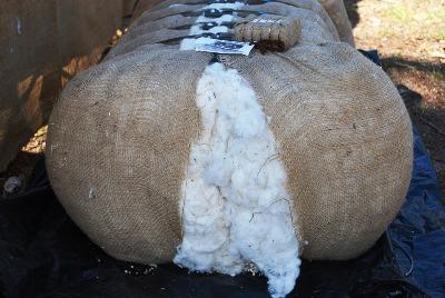 gm-cotton-crops-touches-34-88-million-tonnes-bales-in-2017-18-english.jpeg