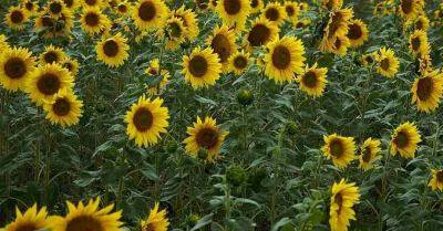 govt-approves-inr-4-886-cr-msp-support-for-sunflower-gram-farmers-english.jpeg