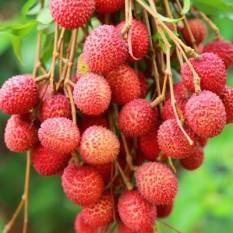 Govt forms expert panel to tackle Bihar’s Litchi pest crisis